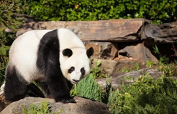 大熊猫国家公园
